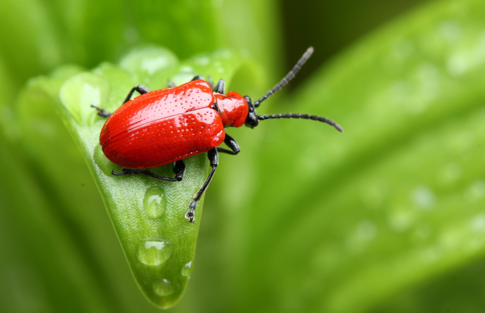 Garden pest: lily beetle